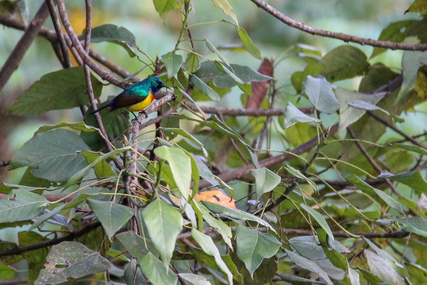 Great blue turaco perched in dense green rainforest foliage