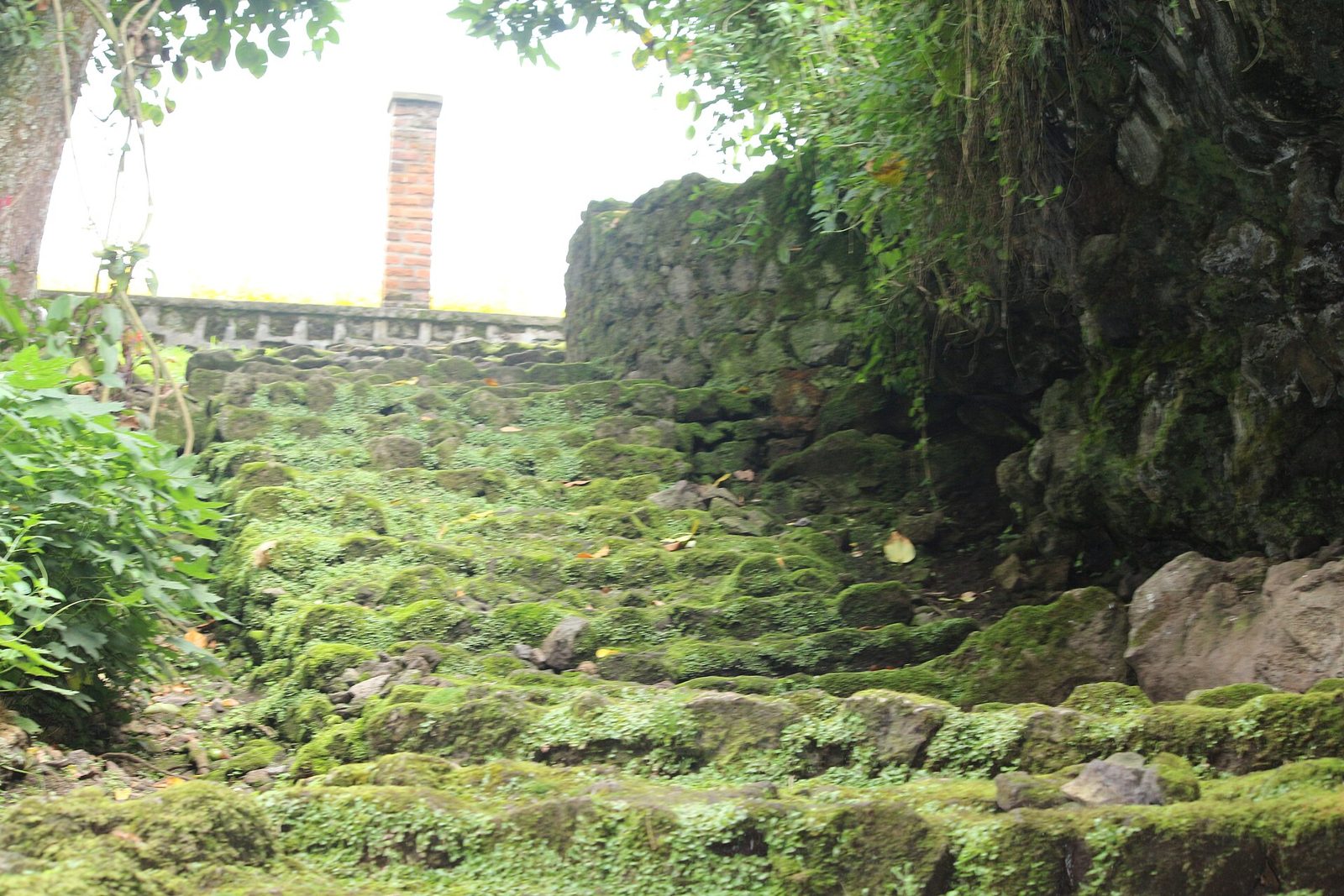 Light entering a volcanic lava tube surrounded by ferns