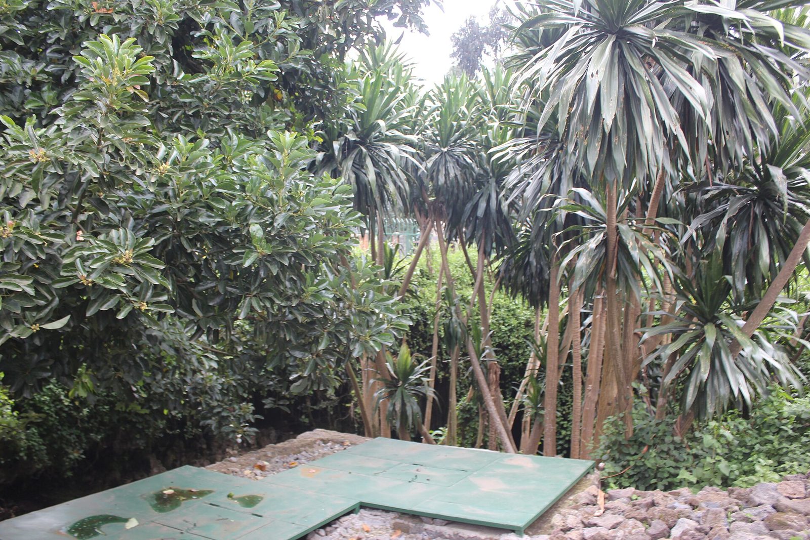 Entrance to a lava tube cave surrounded by vegetation