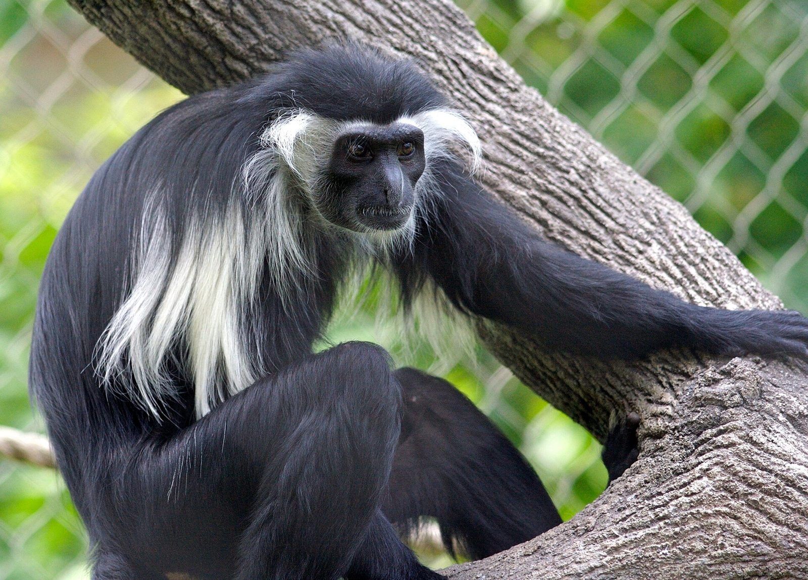 Black-and-white colobus monkeys leaping through misty rainforest canopy