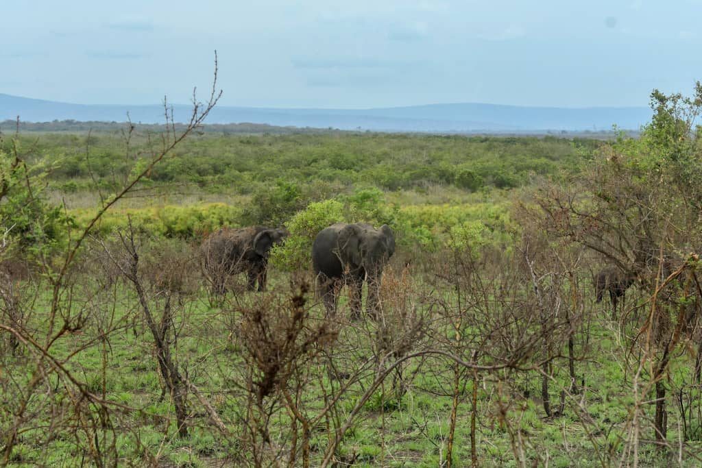 Elephant herd walking through dusty acacia scrub at sunset