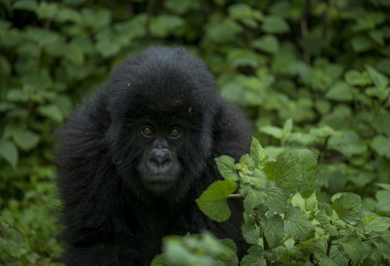 Mountain gorilla mother resting with an infant in dense forest