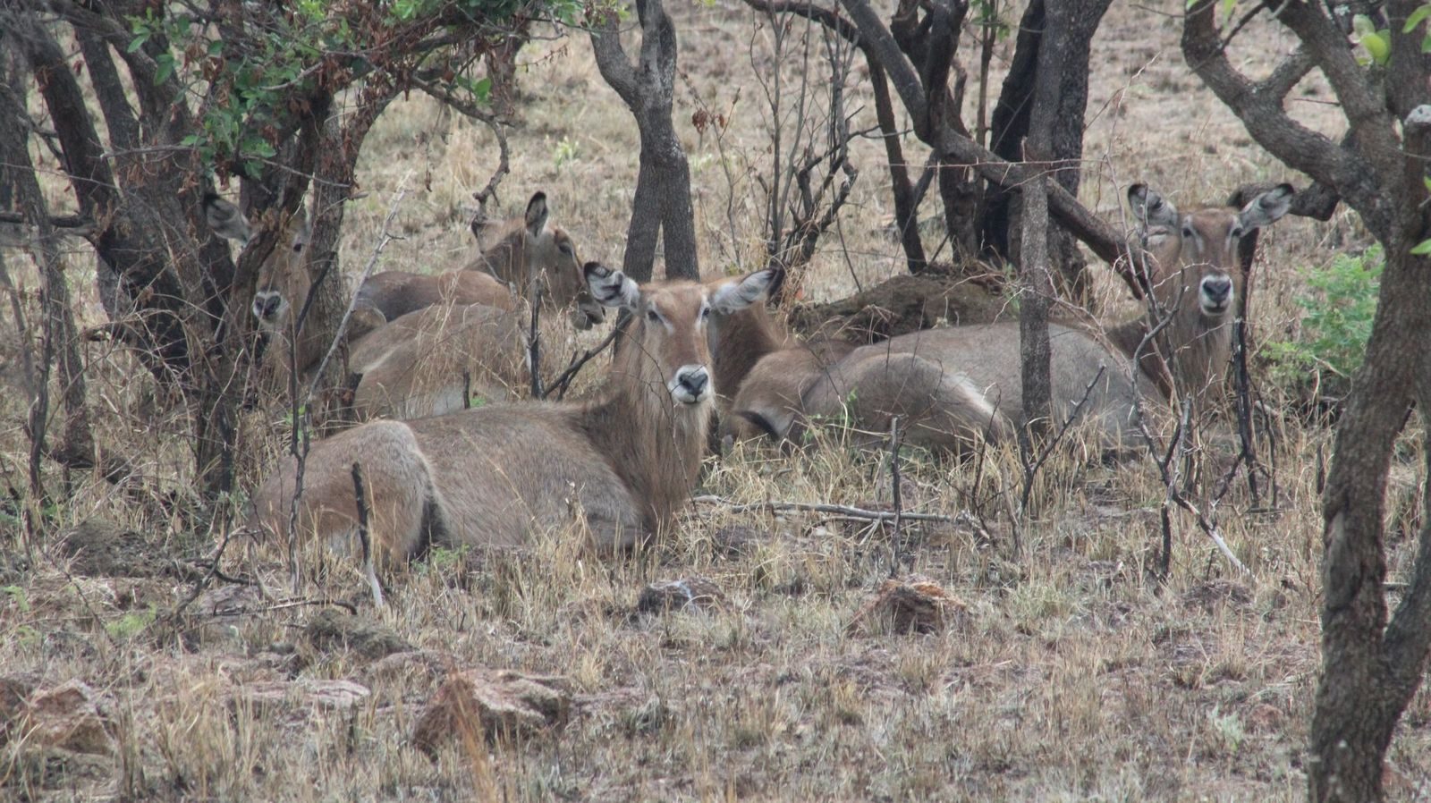 A safari vehicle on a savannah track in Akagera