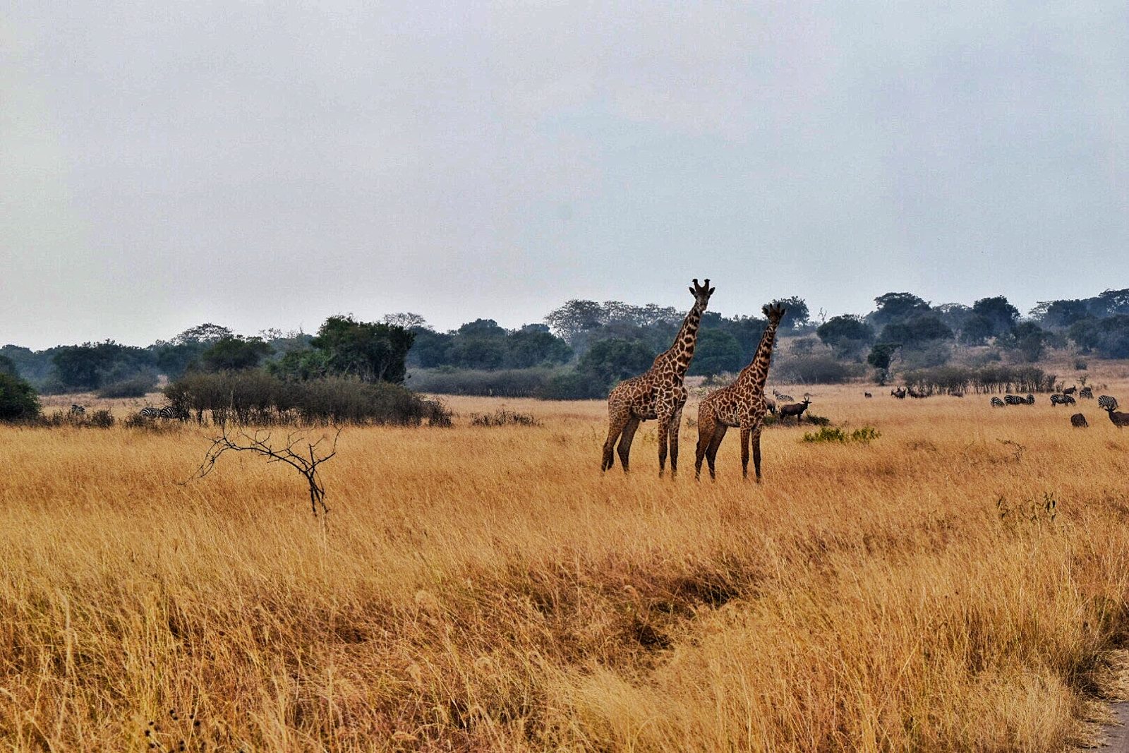 Giraffes crossing open savannah beneath acacia trees