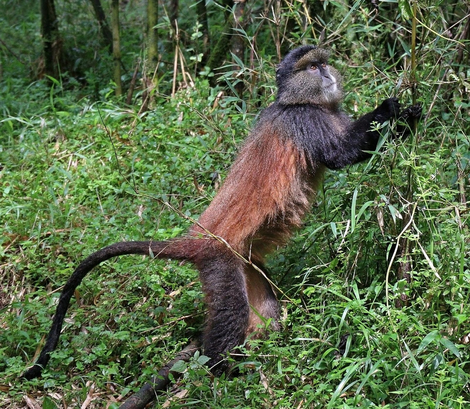 Golden monkey in bamboo forest