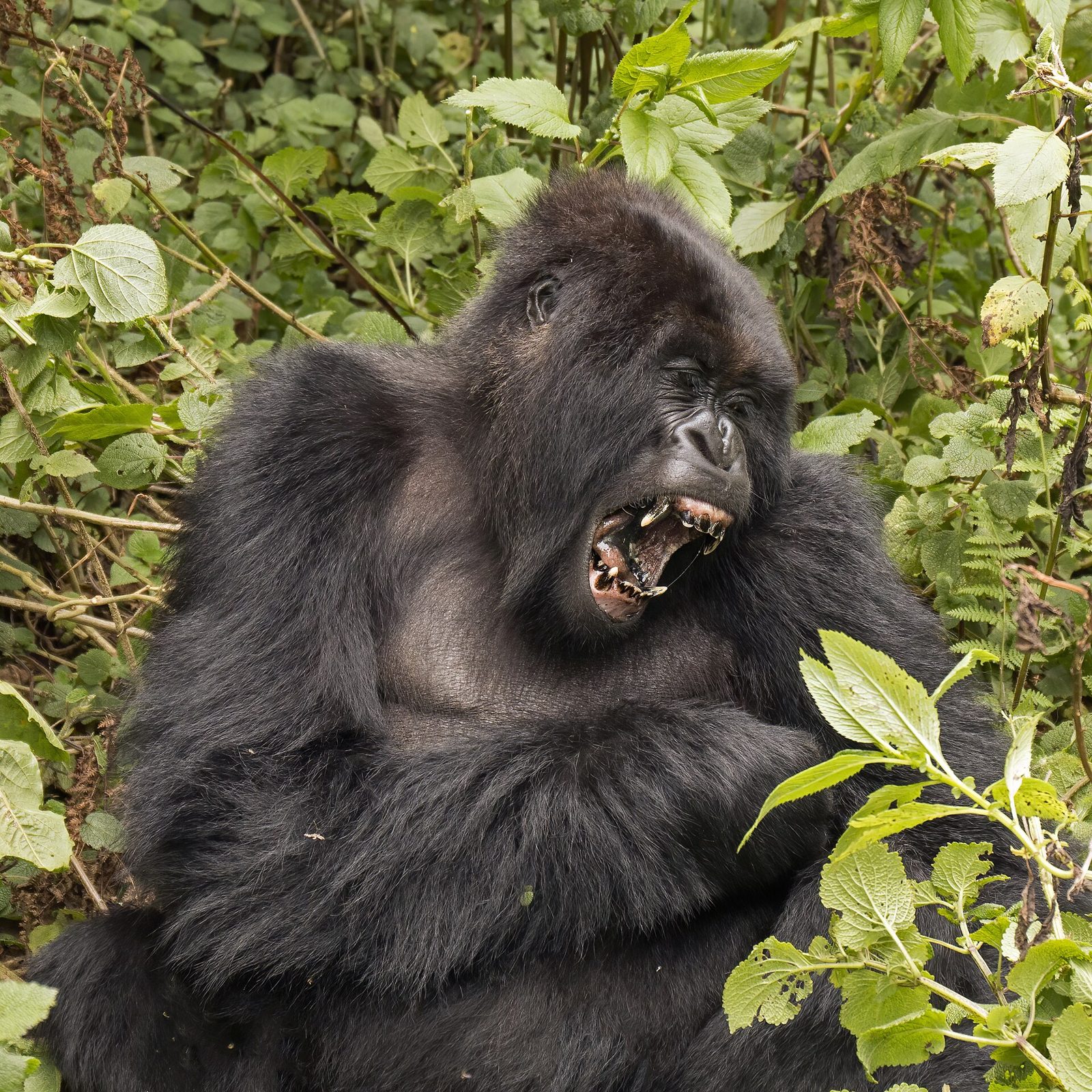 Mountain gorilla in misty green forest