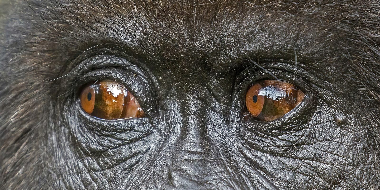 A mountain gorilla in the Volcanoes National Park rainforest