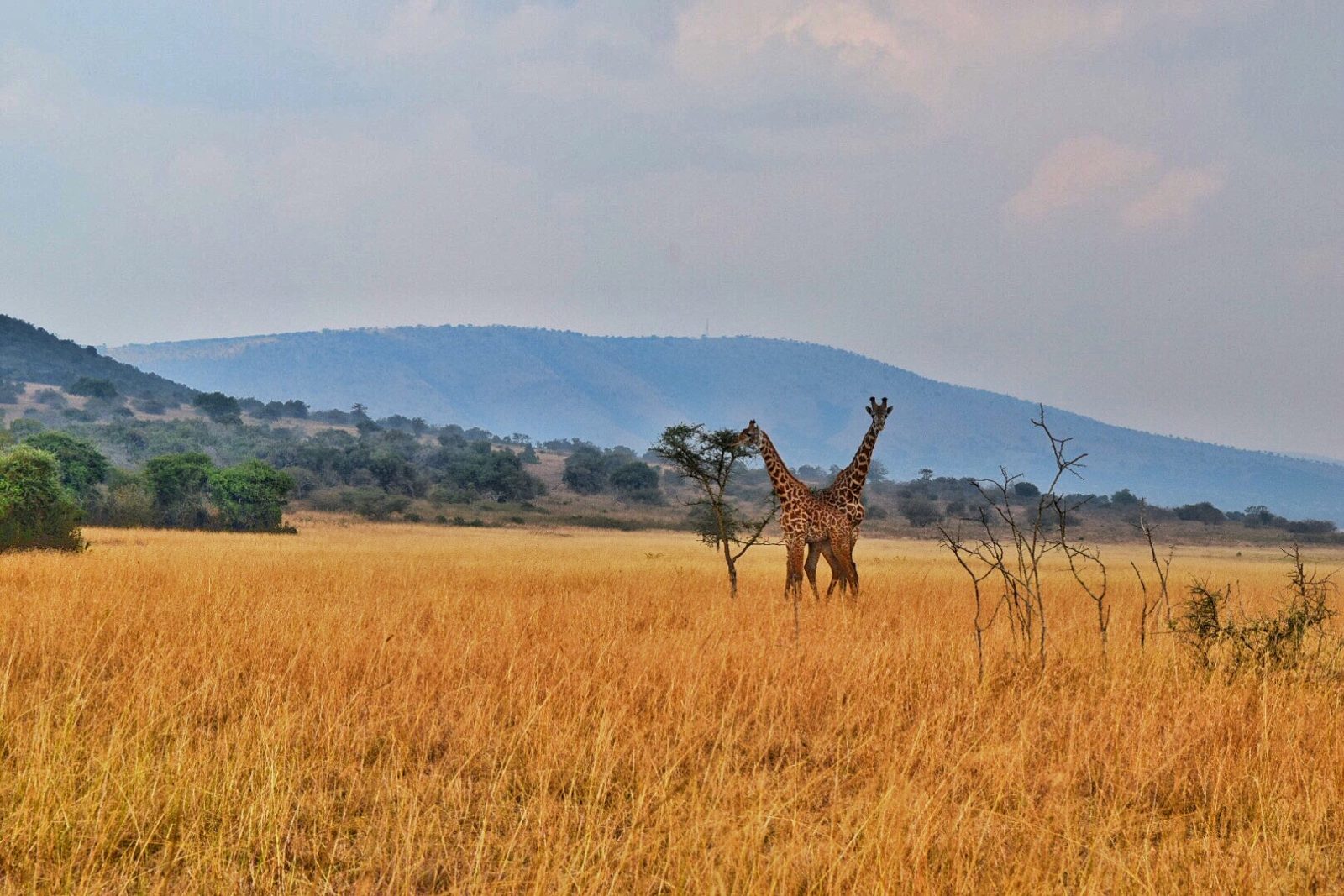 Open savannah and wildlife habitat in Akagera National Park