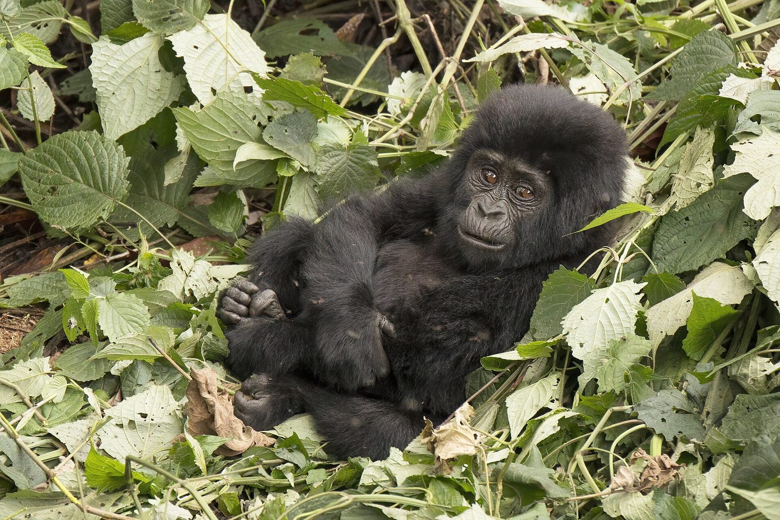 A young mountain gorilla climbing a slender tree in rainforest