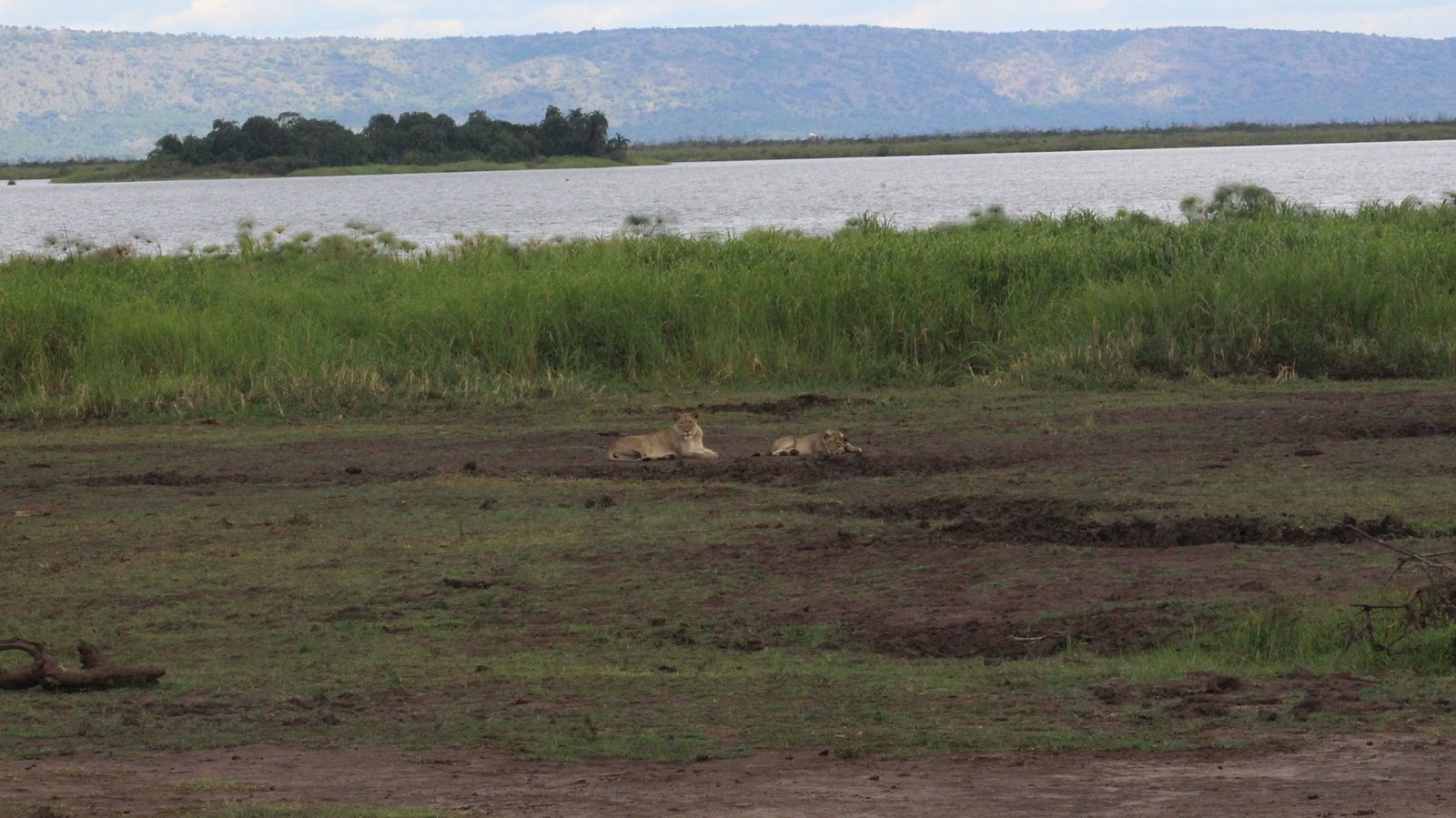 Lioness resting beneath an acacia in golden savannah grass