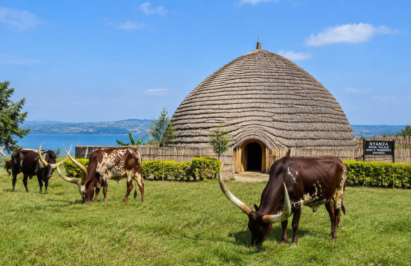 Thatched royal residence replica at Nyanza with long-horned Inyambo cattle