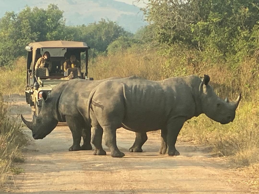 Black rhinoceros standing in dry savannah scrub in evening light