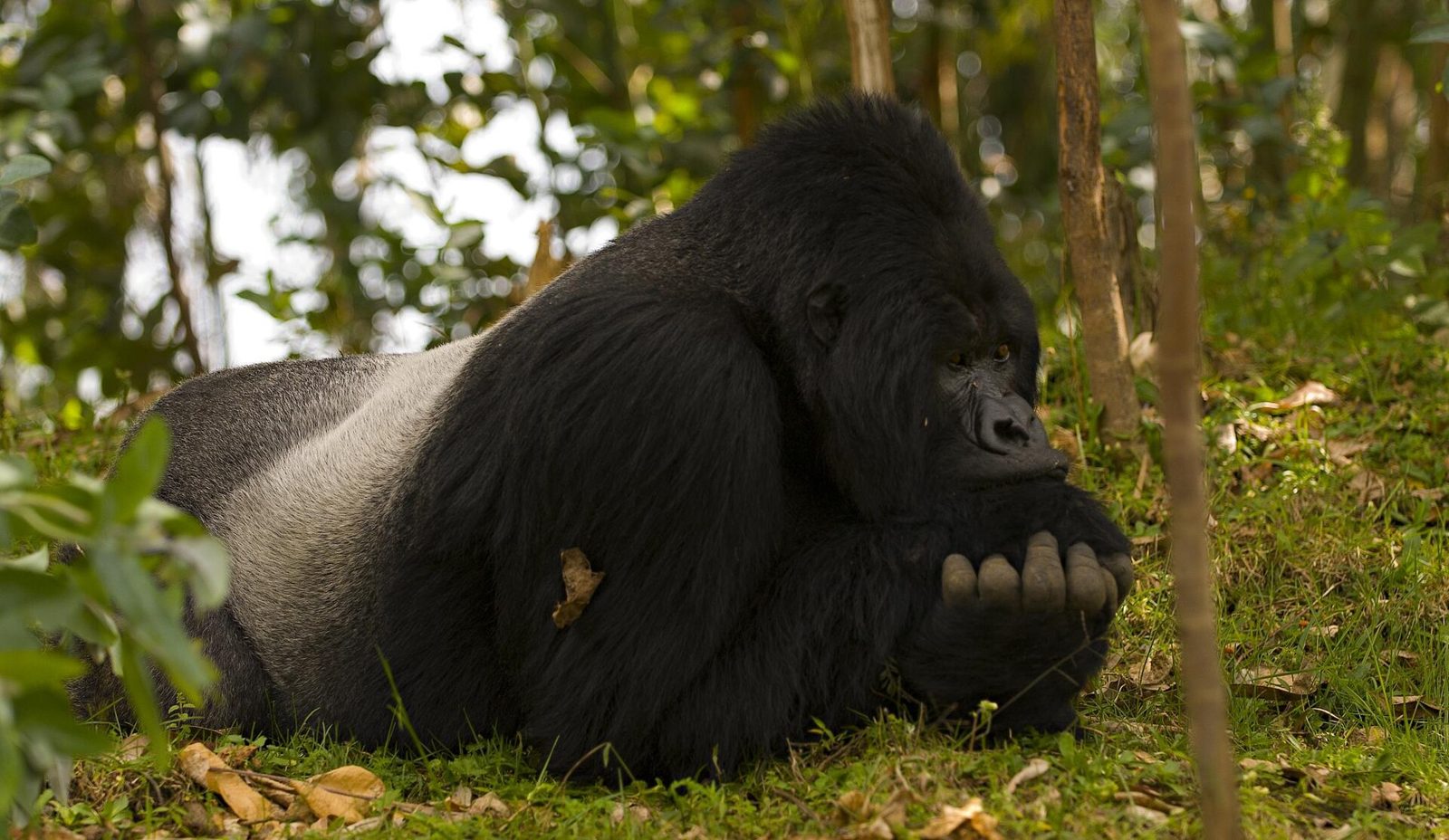 A silverback mountain gorilla in the Virunga forest