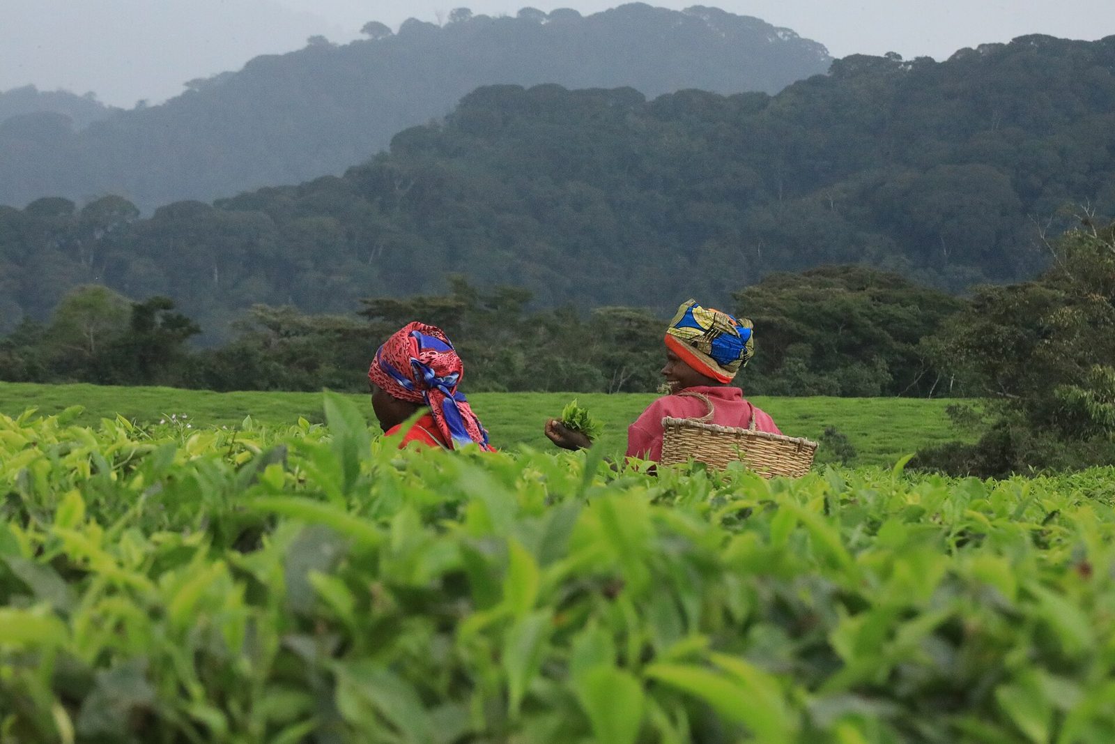 Tea plantation workers picking on a green hillside beside dense rainforest