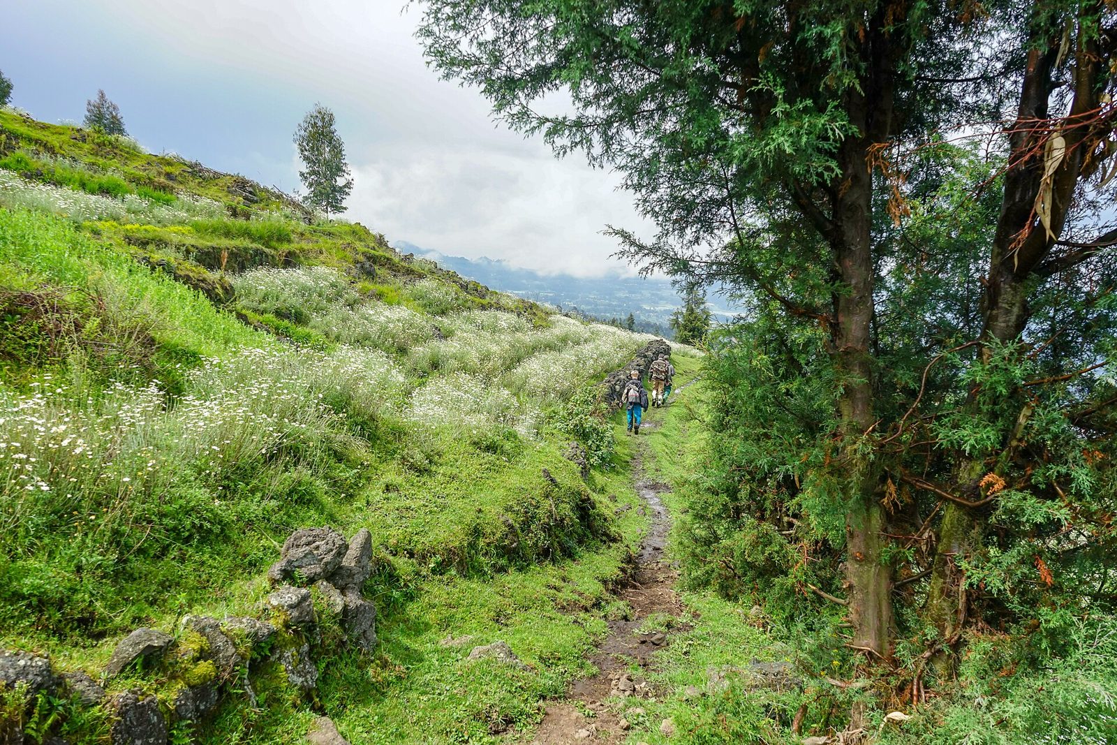 Hikers on a muddy bamboo forest trail in mist with walking sticks
